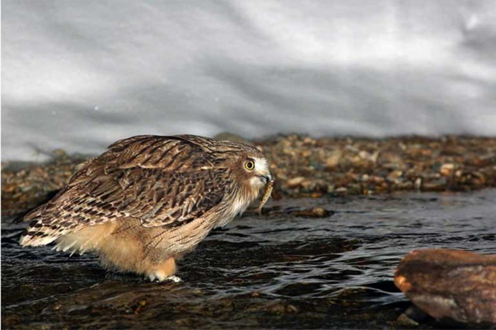 A fish owl pauses in shallow river water with its fresh kill, a young masu salmon, before swallowing it whole in 2017.