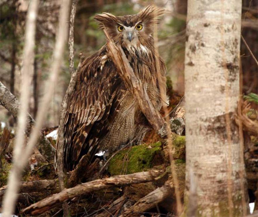 A female Blakiston’s fish owl, alert and with ear tufts erect, is about to flush upon Jonathan Slaght’s approach in March 2008.