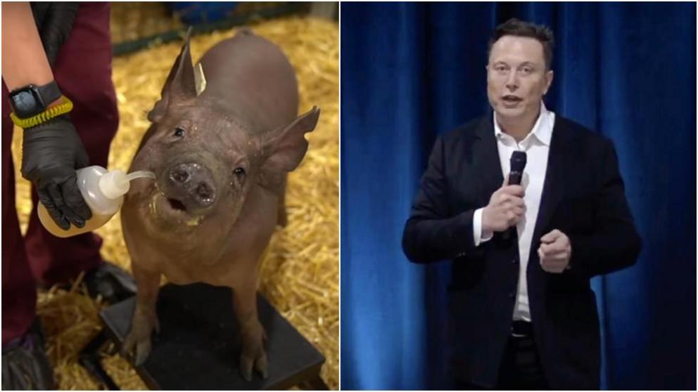 Gertrude the pig, fit with a Neuralink skull implant, is seen at a presentation delivered by futurist entrepreneur Elon Musk, livestreamed on YouTube August 28, 2020. ©  Neuralink YouTube screenshot;  AFP / Neuralink
