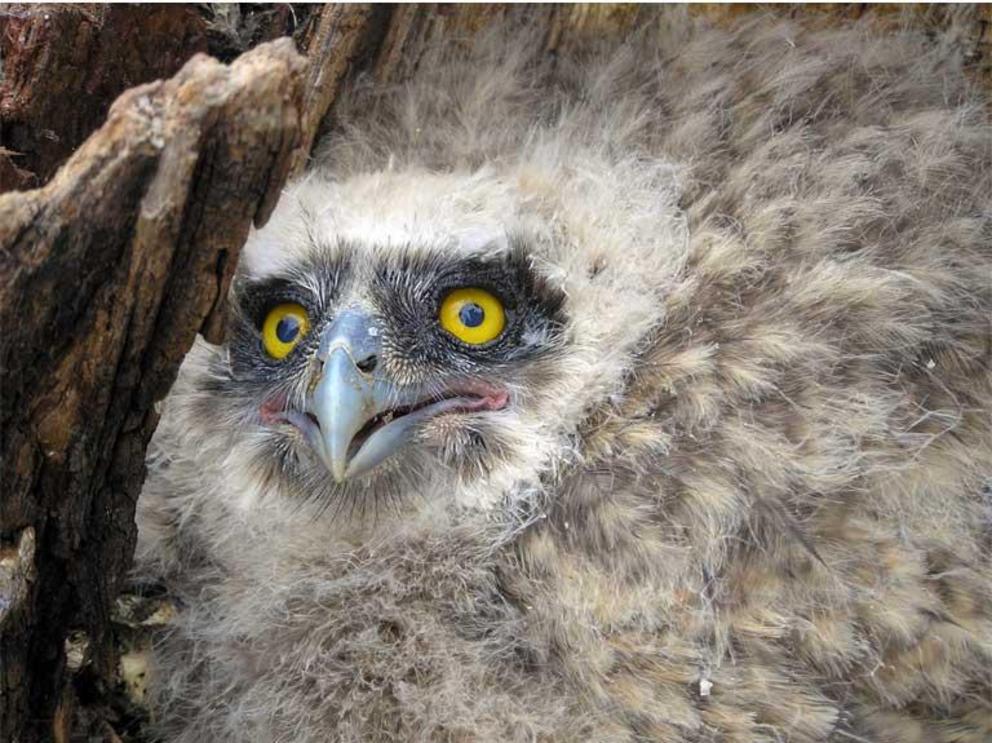 A fish owl threatened by researcher Sergey Surmach’s approach, ruffles its feathers in an attempt to intimidate him into backing off in 2006.