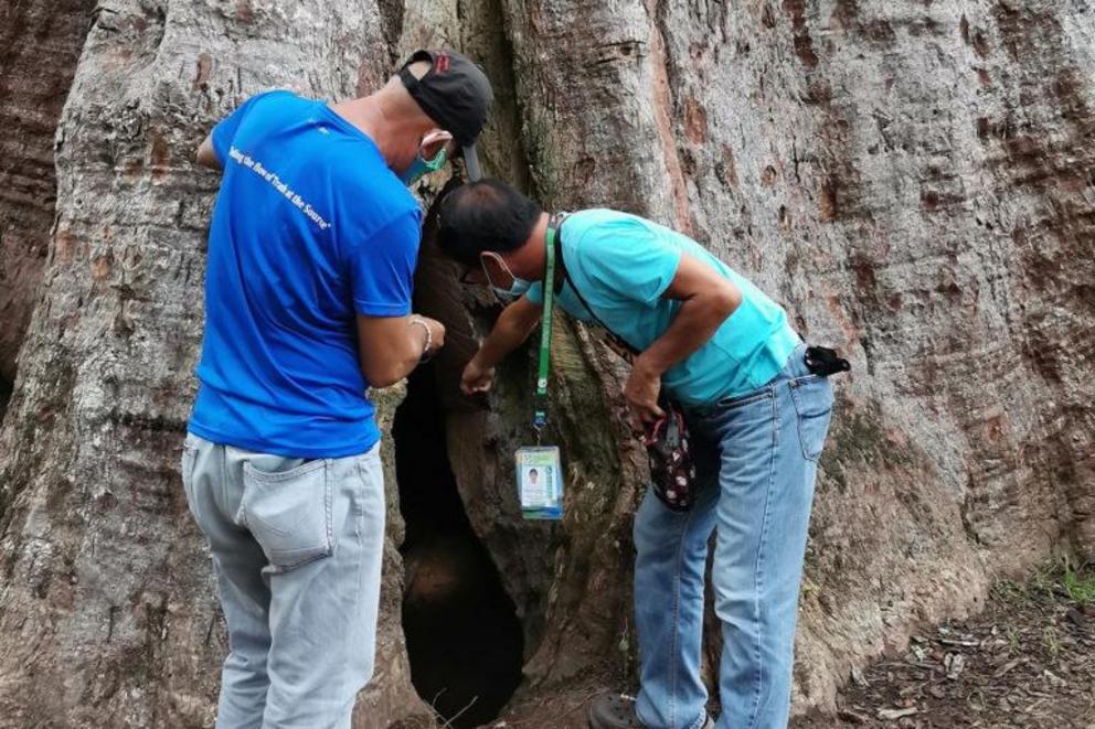 DENR personnel checking the Philippine rosewood tree in San Francisco, Agusan del Sur, Philippines.