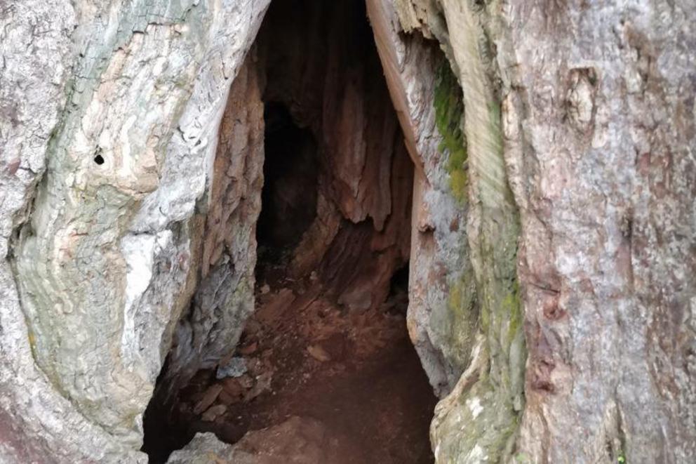 The decay of the Philippine rosewood in San Francisco, Agusan del Sur, Philippines led to a hole large enough for a person to enter.