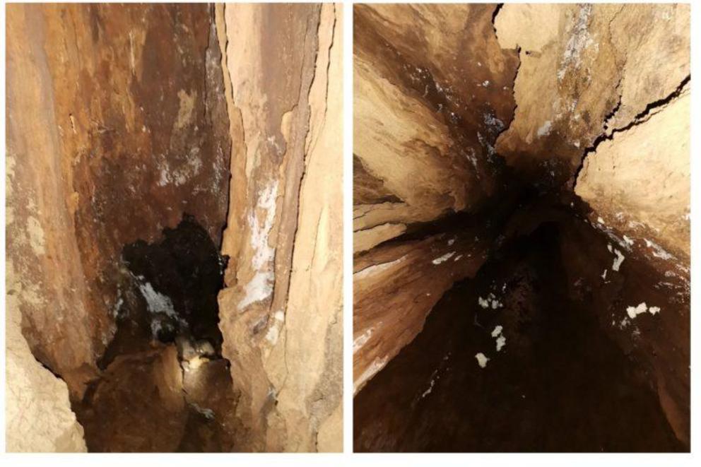 Photos of the inner trunk of the Alegria toog tree, a Philippine rosewood in San Francisco, Agusan del Sur, Philippines, showing decay.