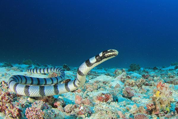 Amazing Aquatic Life Blue Banded Sea Snakes Breathe Through Their   Banded Sea Krait Snake 1598652545034 