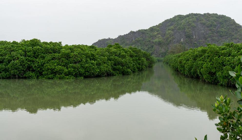 A mangrove forest within aquaculture ponds on Cat Ba’s west coast in Vietnam. Mangroves are among the most carbon-rich forests in the world.