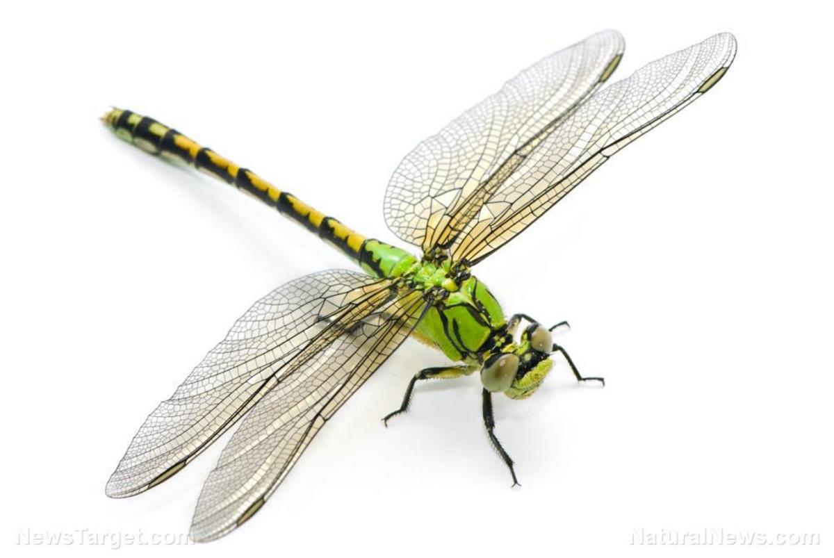 How To Say Dragonfly In Spanish