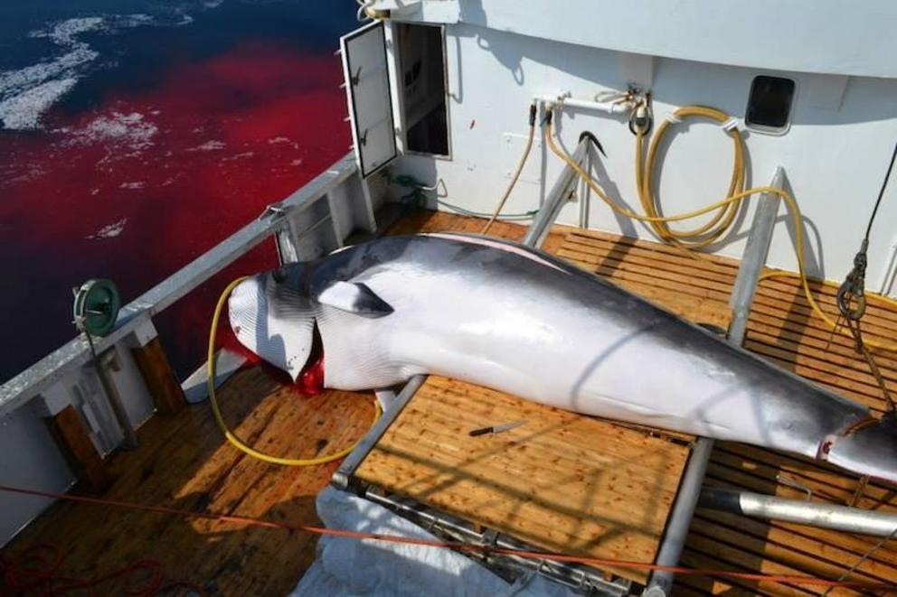 Blood draining from a minke whale on a Norwegian whaling ship.