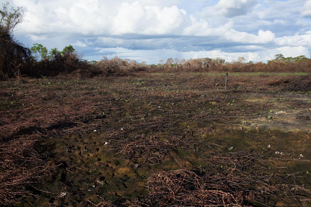 A burned patch of Pantanal in early 2020.