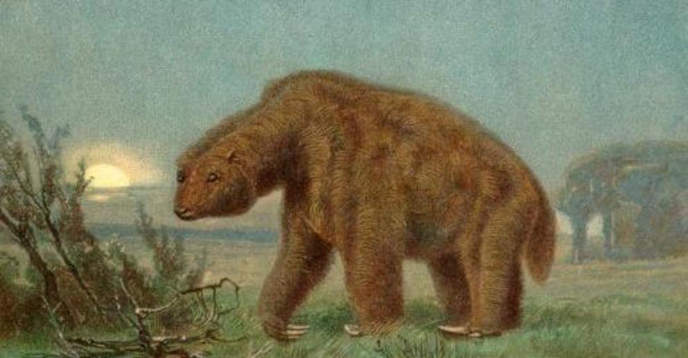 Is the massive Megatherium ground sloth still alive in South America? 