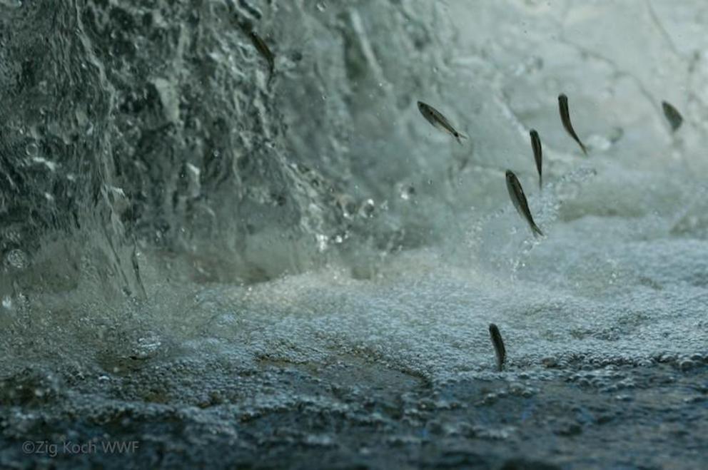 Migratory fish in Juruena River, Brazil.