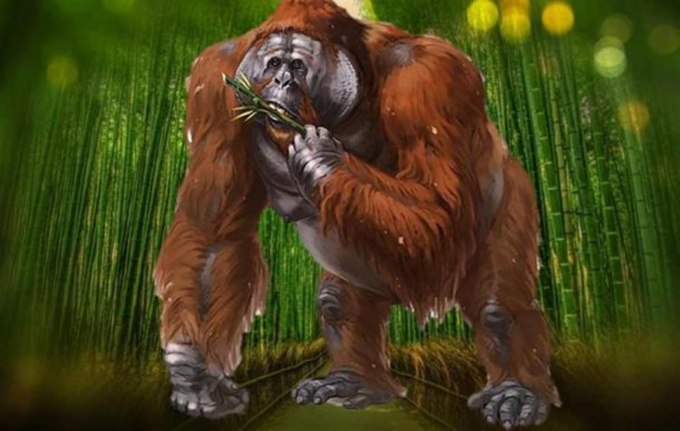 Гигантопитек. Gigantopithecus blacki. Гигантопитек Блэки. Gigantopithecus giganteus. Гигантопитек книга джунглей.