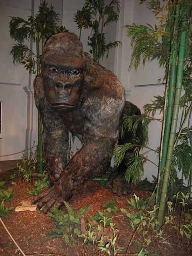 The REAL bigfoot: Gigantopithecus would have been terrifying to our ...