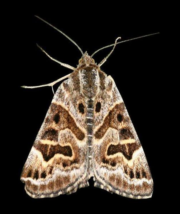 Mother Shipton moth