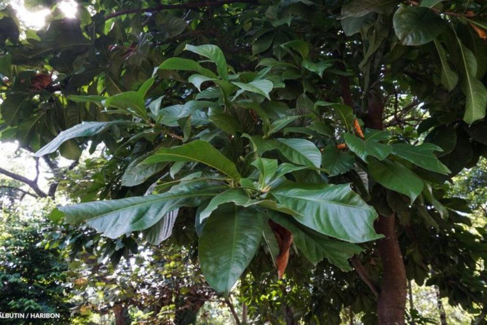 Toog tree (Petersianthus quadrialatus).