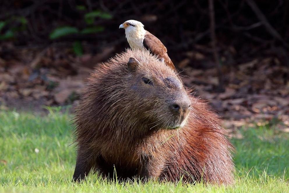 The Pantanal is home to many different animals, such as this amicable yellow-headed caracara (Milvago chimachima) and capybara (Hydrochoeris hydrochaeris).