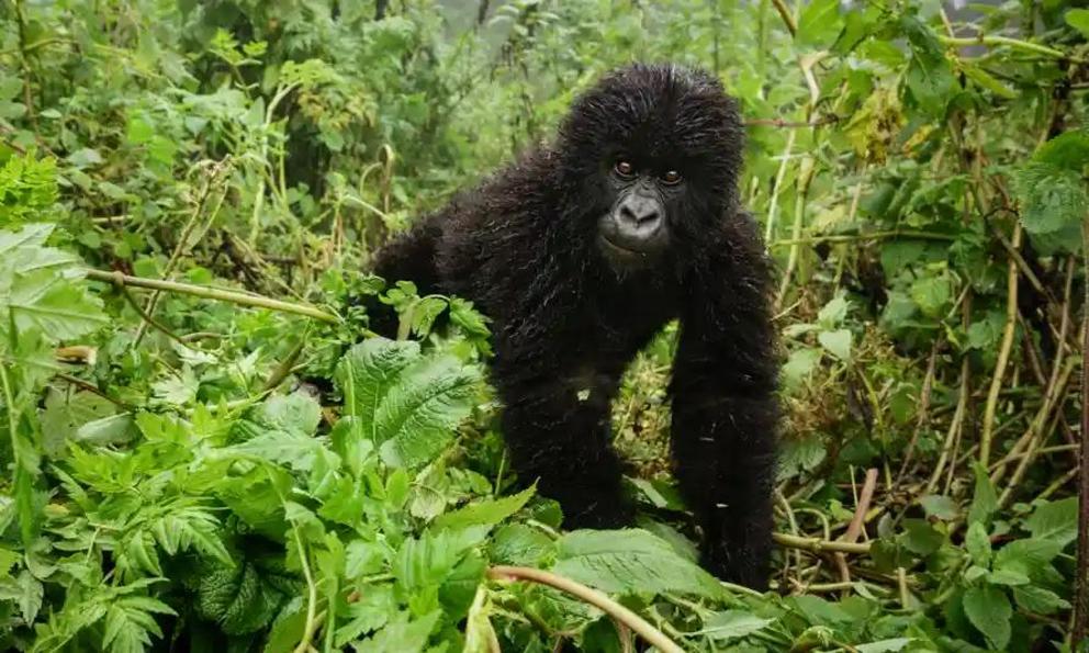 A young mountain gorilla.