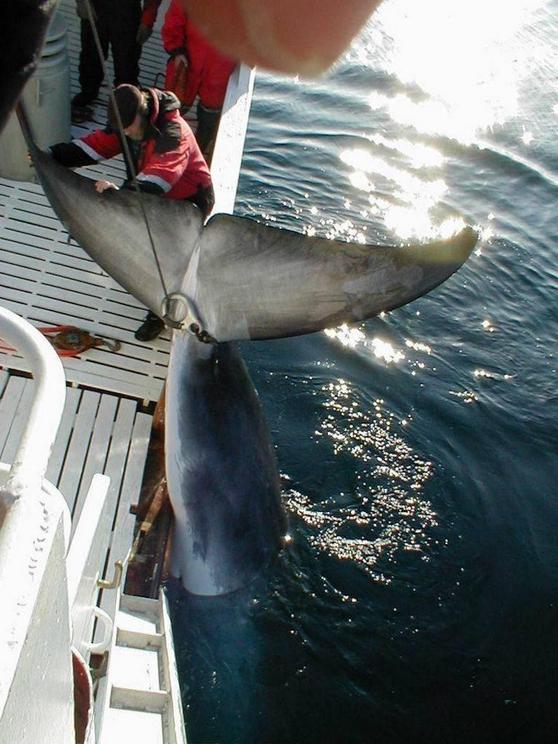 A dead minke whale being hauled onboard a Norwegian whaling vessel.