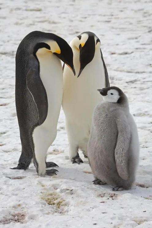 Emperor penguins are the only penguins that breed on sea ice, making them especially vulnerable to the climate crisis.