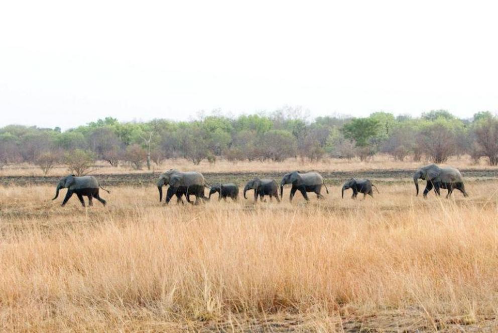 Elephants inside the park.