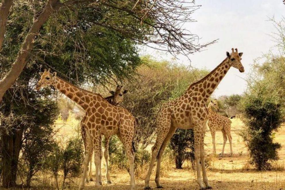 West African giraffe herd.