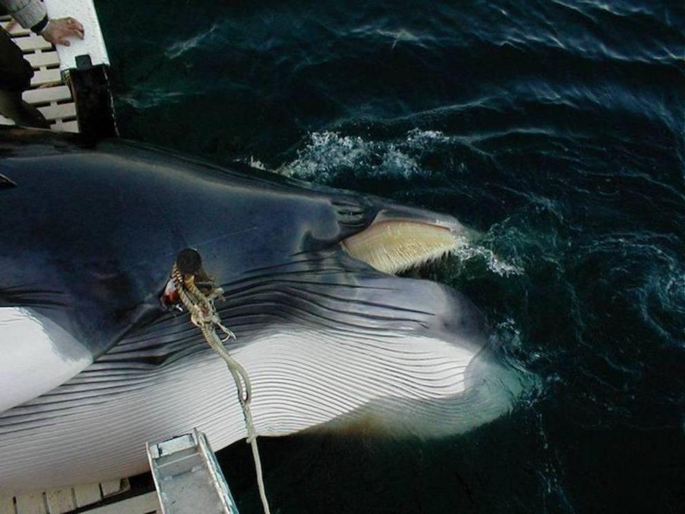 A minke whale killed by Norwegian whalers.