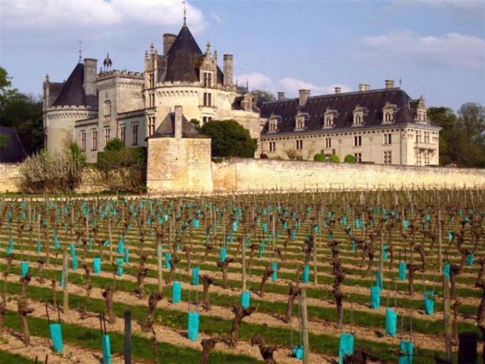 The famous vineyards of Château de Brézé.