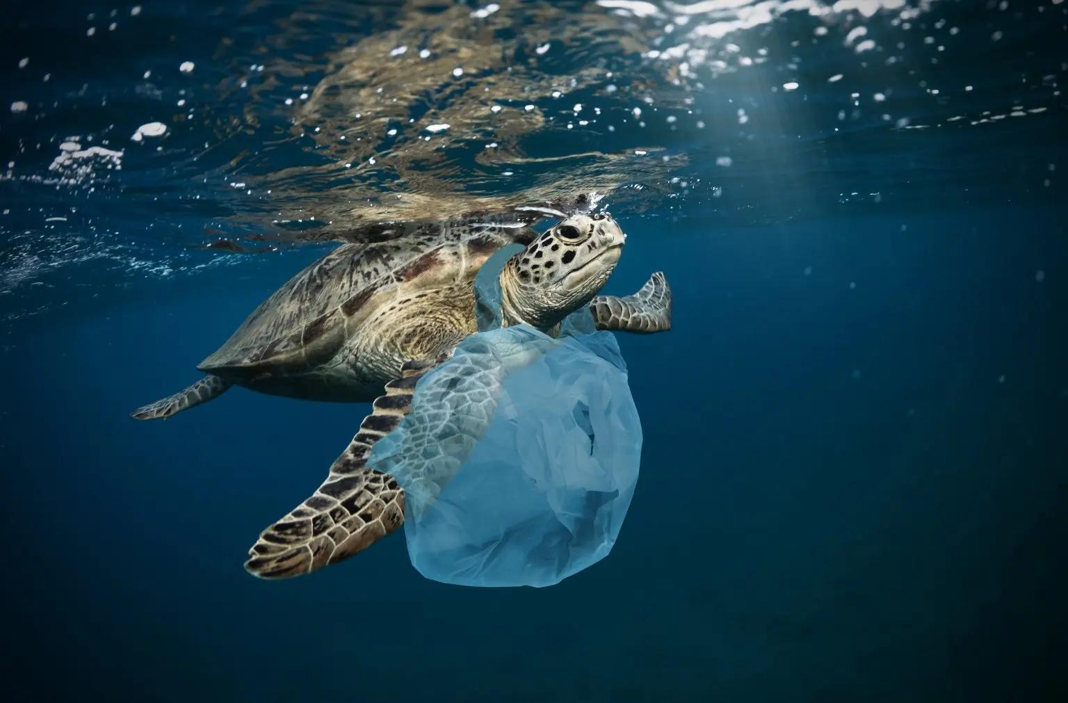 This is what plastic does to ocean life, it is insane - Nexus Newsfeed