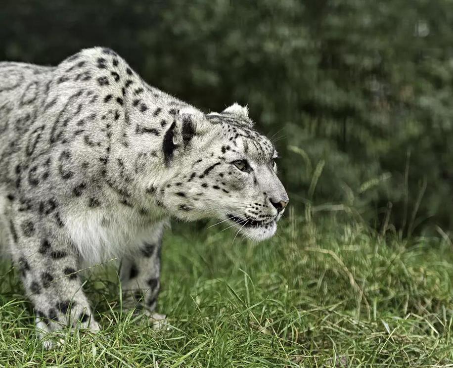 Snow leopards often have to compete with local residents when they hunt wild sheep and goats.