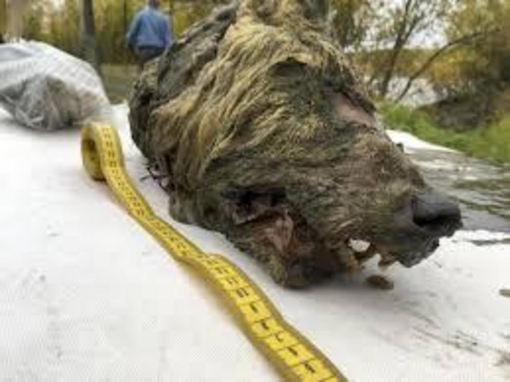 A severed wolf’s head dating back to the ice age was found in Russia.