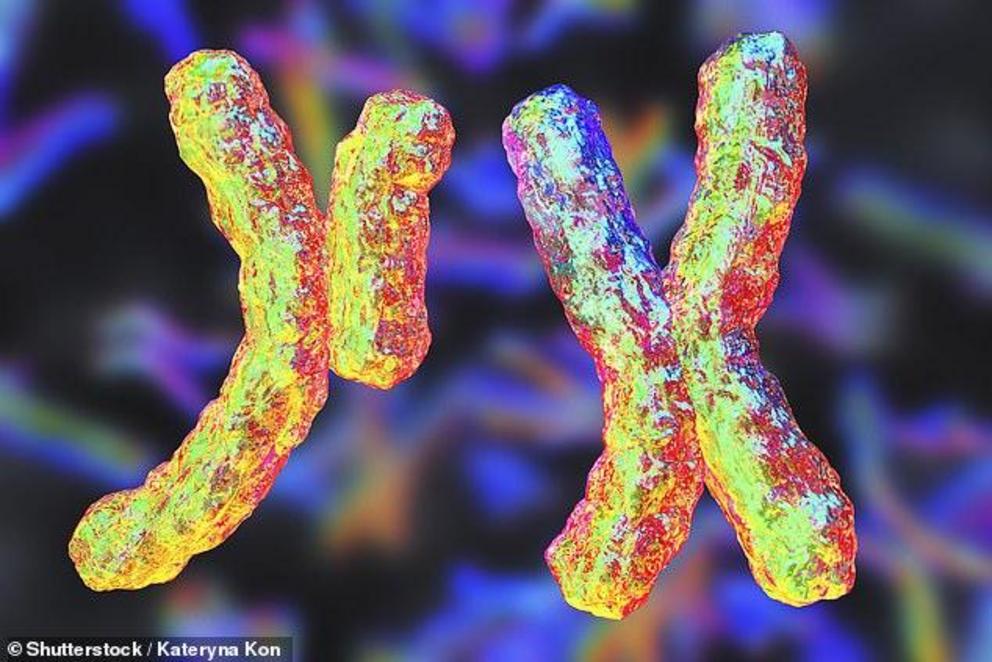 Neanderthals' original Y chromosomes were gradually wiped out in the wake of interbreeding with modern humans more than 100,000 years ago, a study found (stock image)