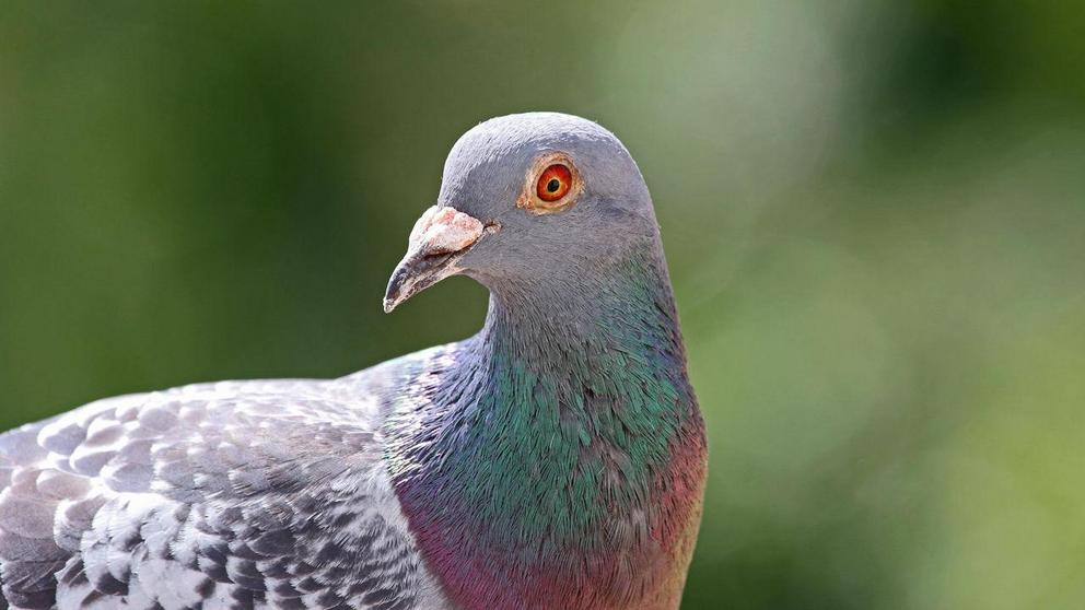 Birds like this homing pigeon may have the necessary neural anatomy for thinking. Ruth Swan/Alamy Stock Photo