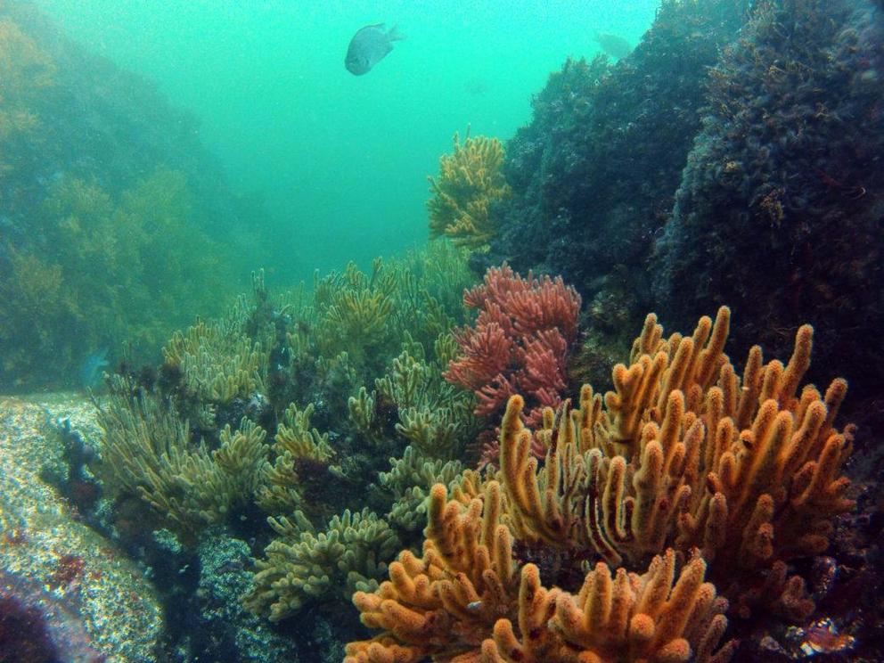 The most abundant biodiversity in this area is under the water’s surface. The reefs of Punta Sal are home to a large number of endemic invertebrates.