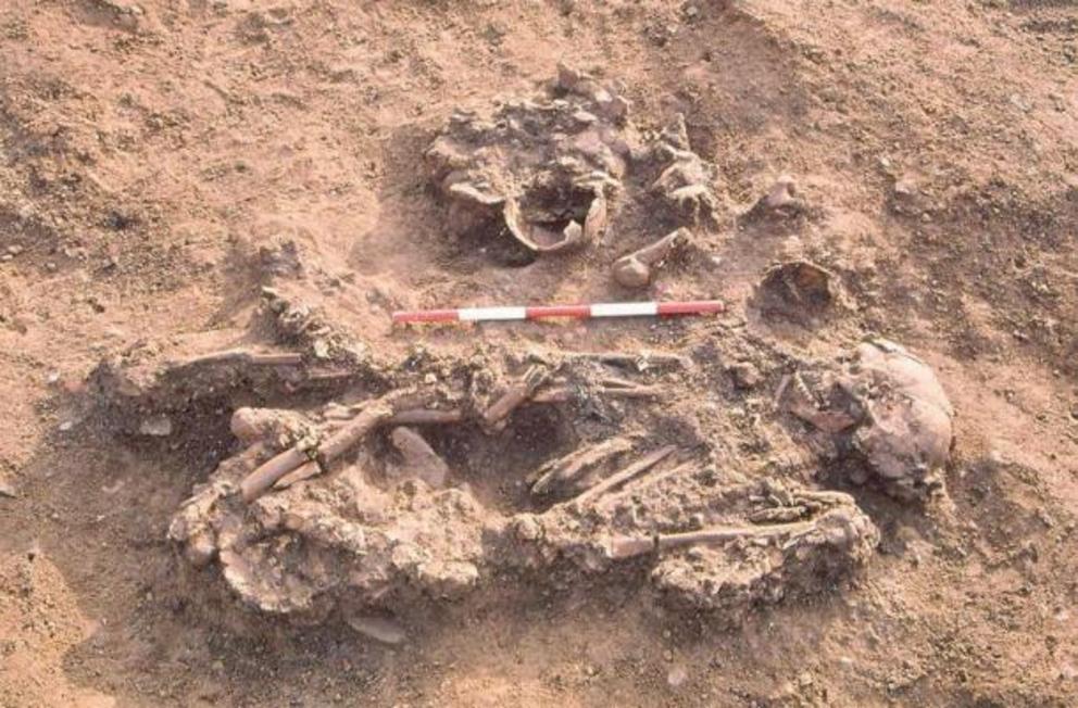 Skeleton from Windmill Fields, Stockton-upon-Tees buried with skulls and long bones of three people who had died several decades to over a century earlier.
