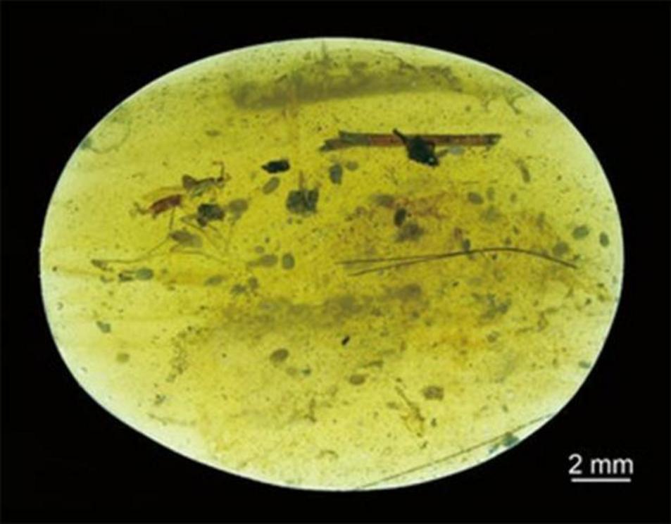 Beside a few insects, 39 ostracod crustaceans were entrapped in this tiny piece of Cretaceous amber found in Myanmar, including one containing the world’s oldest sperm cells.