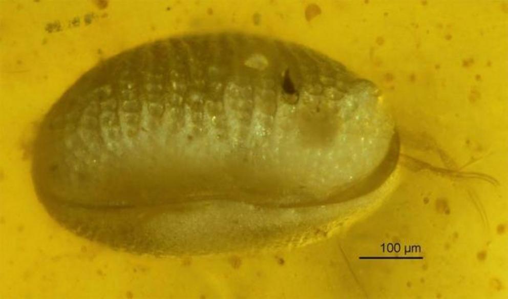 One of the ostracods trapped in amber.