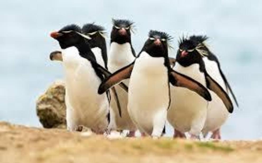 A group of Moseley’s rockhopper penguins, one of the four to seven crested penguin species native to New Zealand.
