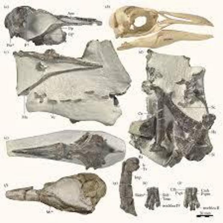 Fossils of Eudyptes atatu show its key features, including a narrower beak (top left) than that of the modern-day Snares crested penguin (top right).