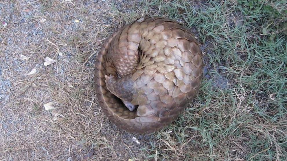 A pangolin curled up in a defensive position.
