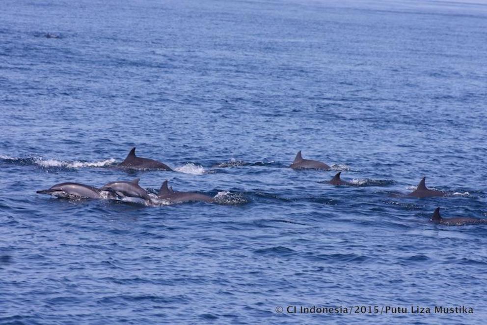 The proposed conservation area, which is close to the area allocated for sand mining in the new zoning plan, was reported to contain all species of marine dolphins. “I saw a thousand dolphins around my boat when we did the research,” said CI’s Iwan Dewant