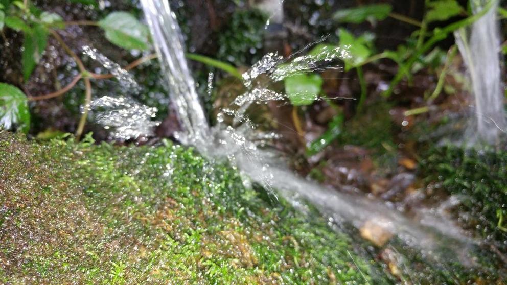 The forests of Nuevo San Juan are vital to recharging the groundwater.