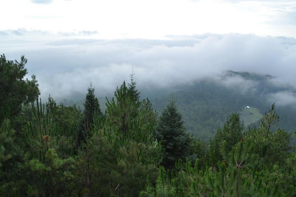 View of the temperate forests of Nuevo San Juan, where conifers predominate.