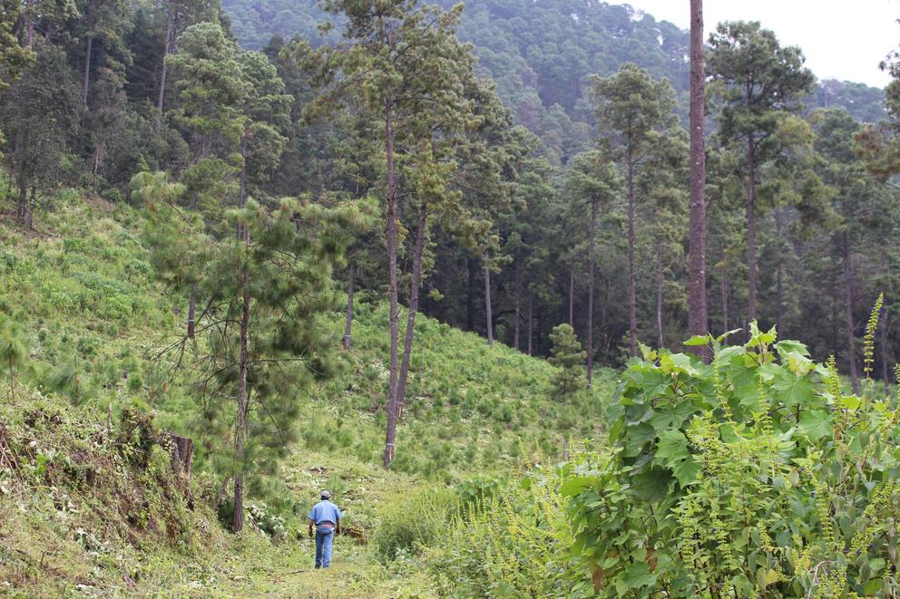 Area of forest regeneration in Nuevo San Juan.