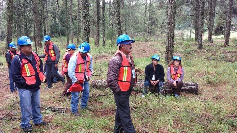 In addition to their forestry work, the community members also have areas for fruit orchards.