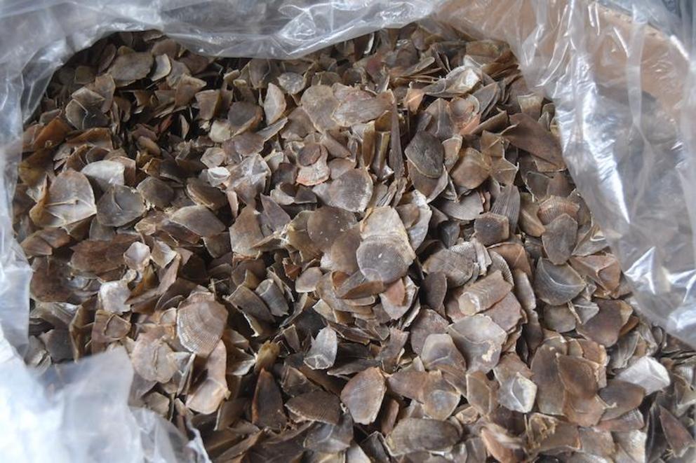 Confiscated pangolin scales in Cagayan de Oro City in 2017, reportedly heading to Guangdong, China.