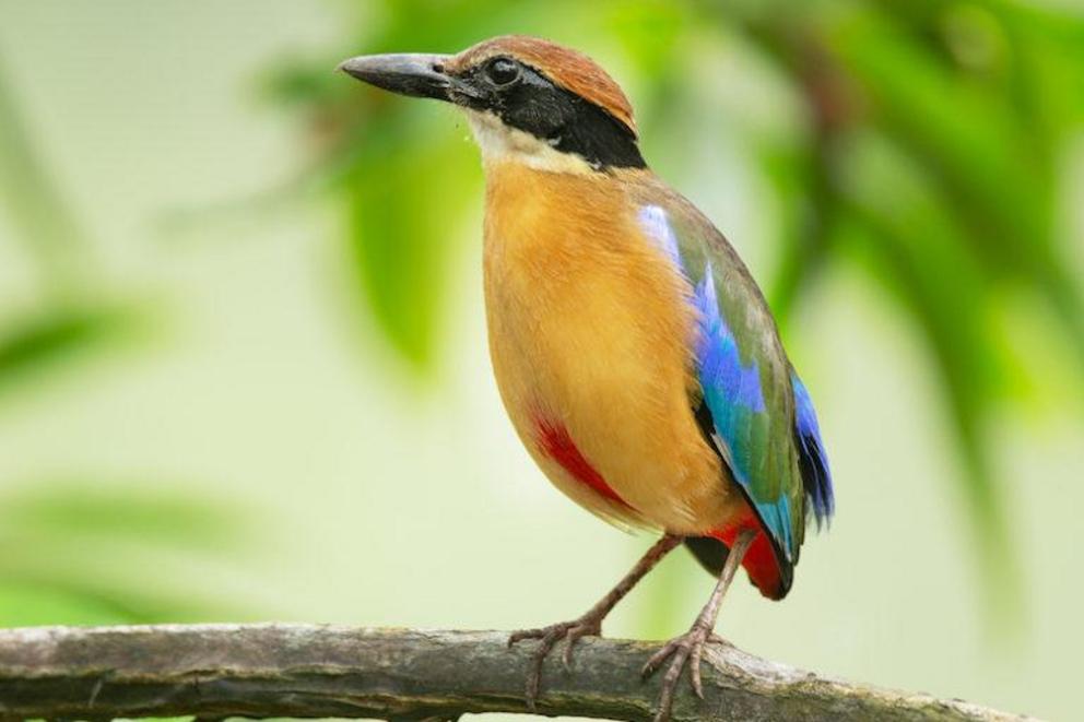 One of the many denizens of Singapore’s forests is the mangrove pitta (Pitta megarhyncha).