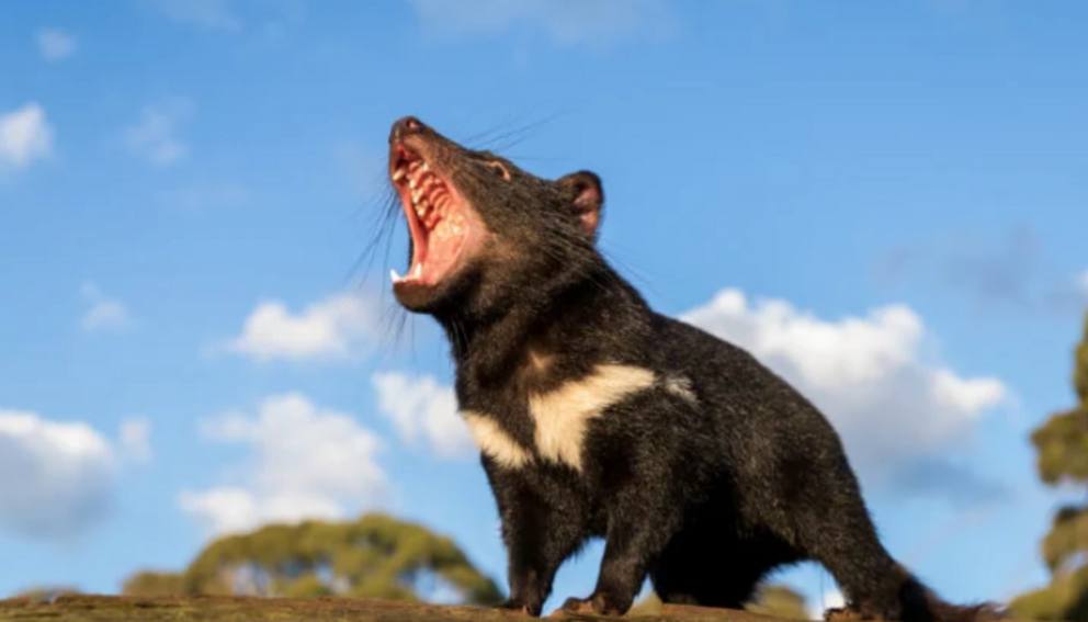 He scream. (Photo: Aussie Ark)