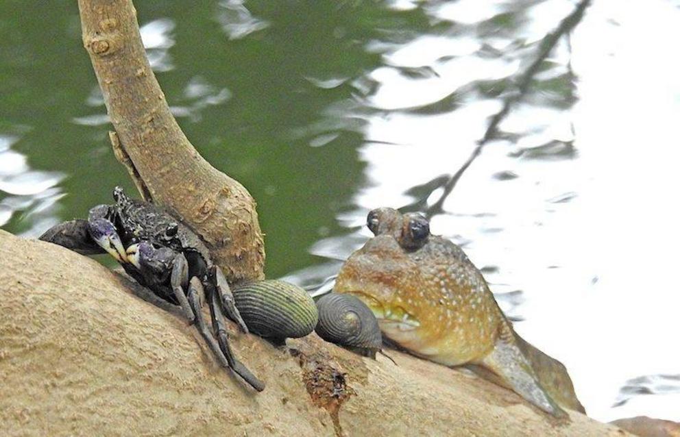 A tree-climbing crab (Episesarma spp.) and a couple common nerite snails (Nerita lineata) sale a mangrove tree during high tide, with a giant mudskipper (Periophthalmodon schlosseri) close behind.