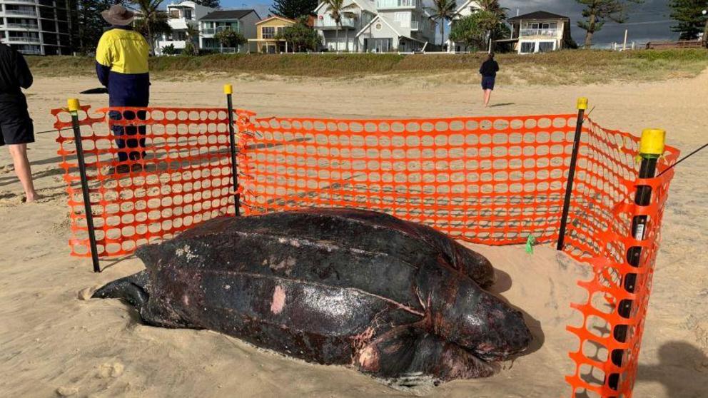 Giant leatherback turtle washed up on Gold Coast beach could have been