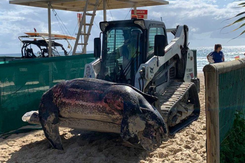 giant-leatherback-turtle-washed-up-on-gold-coast-beach-could-have-been