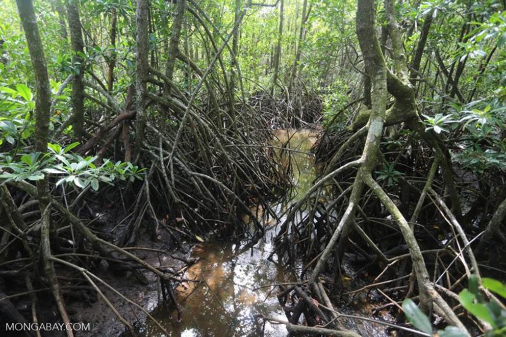 Mangrove roots hold in soil and prevent erosion while acting as a buffer to stormy seas.